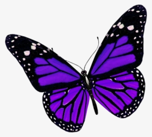 Purple Butterfly Png Image - Purple Butterfly Png