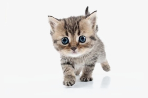 Kitten Png Transparent Png Transparent Stock - Kitten Png Transparent