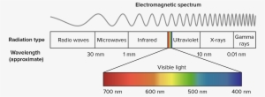 Wavelengths Of Light And Photosynthetic Pigments - Visible Spectrum