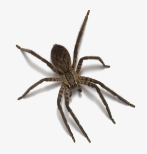 Spider With No Background