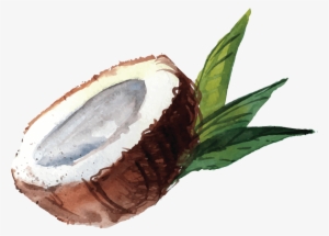 The Islands Are Known For Its Lush Forest With 92% - Coconut