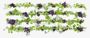 Parent Category - African Daisy