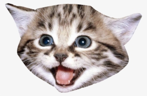 A Magical Kitten - Fuck You Cat Meme