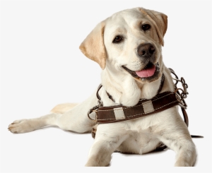 Guide Dog Png