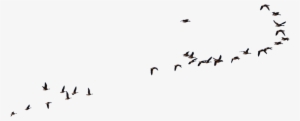 Wild Geese Flying Goose - Geese Flying No Background