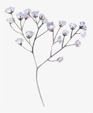 This Graphics Is Hand Painted White Dry Flower Transparent - Png Transparent Black Flower