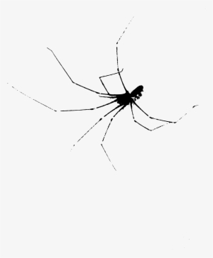 Spider Transparent Scary - Spider Web