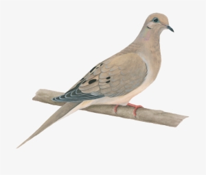 Mourning Dove