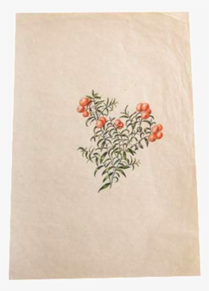 Transparent Download Berries Drawing Yew - Watercolor Painting