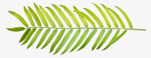 Tropical Vector Frawn - Palm Leaf Watercolor Png