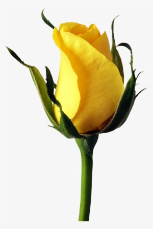 Rose Png Transparent Image - Yellow Rose Png