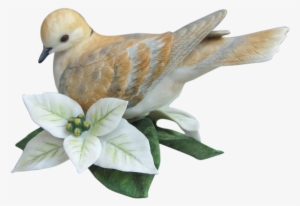 Drawn Turtle Dove Transparent - Turtle Dove Png