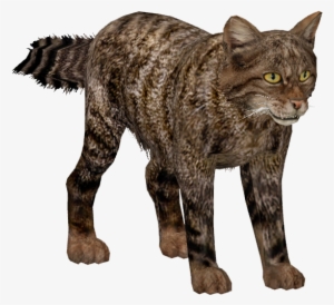 Scottish Wild Cat - Wild Cat Png