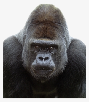 Gorilla Png Transparent Image - Gorilla Frontal