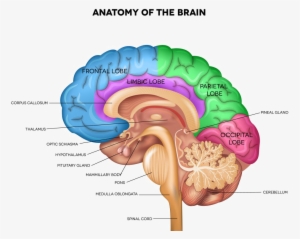 Brain Png Pic - Lateral View Of Brain