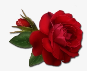 Single Red Rose Png Clipart - Single Red Rose Png