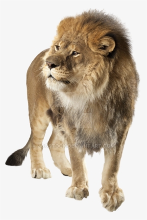Lion Png - Transparent Background Lion Png