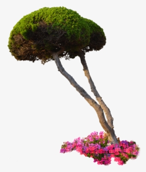 10 Free Plants & Flowers Png Images- At Dzzyn - Plants Png