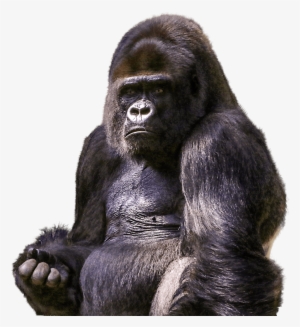 Animals - Gorillas - Gorilla Png