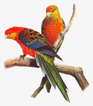 Red Blue Parrot - Parrots Images Png
