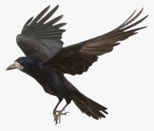 Crow Png Photos - Golden Evening [book]