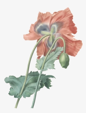 Download At - Pierre Joseph Redouté Opium Poppy