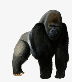 Free Png Gorilla Png Images Transparent - Gorilla Png