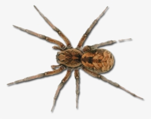 Spider Png
