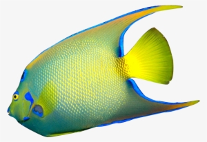 Clipart Tropical Fish - Clip Art