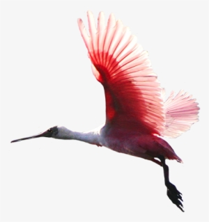 Animal Clip Art - Red Bird Flying Png