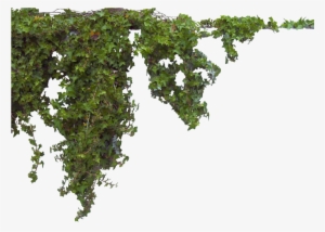 Newhive By Halenhallcisler Beccacfef - Plants Photoshop