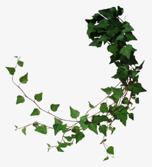 Ivy By Black B O X On Deviantart - Tree Vines Png