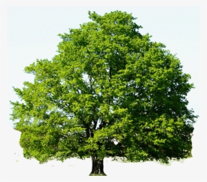 28 Collection Of Oak Tree Clipart Png - Red Maple Tree Green - 975x860 ...