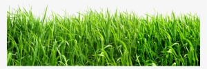 Grass Png Image, Green Grass Png Picture - School Spelling Dictionary [book]