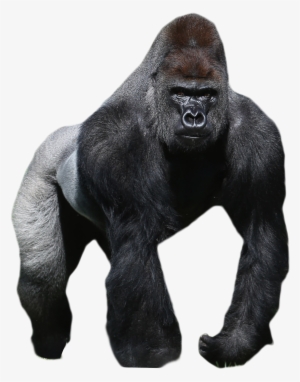 Gorilla Png