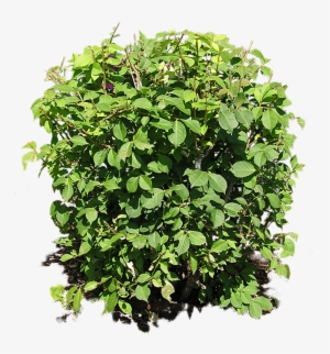 Bush Png