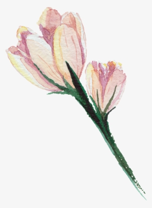 Pink Hand Painted Watercolor Transparent Flower - Drawing