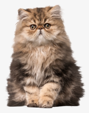Cat Png Clip Art - Persian Cat Png