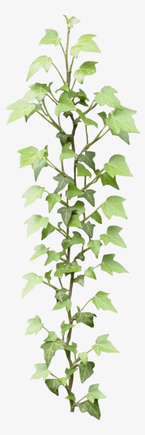 Photoshop Rendering, Photoshop Design, Photoshop Images, - Ivy Png