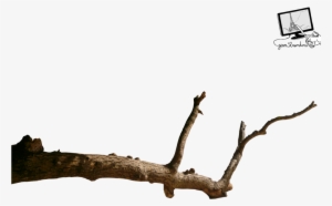 Dead Branch Png - Beau Vallon, Seychelles