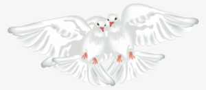 White Doves Transparent Png Clipart - Portable Network Graphics