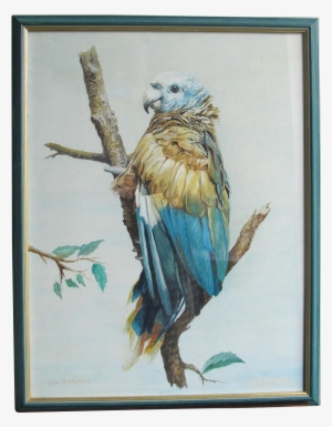 Comblue Parrot John Baxendale 1919-1982 English Bird - Watercolor Painting