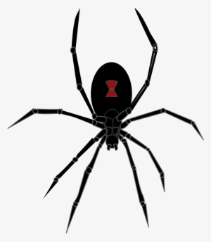 Black Widow Spider - Black Widow Spider Png