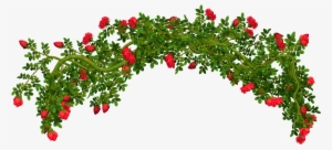 Bush Drawing Background - Rose Bush Transparent Background