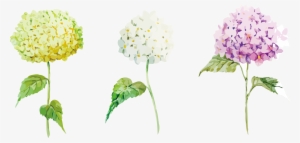 Hydrangea Stock Photography Clip Art - Transparent Hydrangeas Clipart