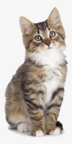 Hq Transparent Images Pluspng - Pets (sa Animal Stickers)