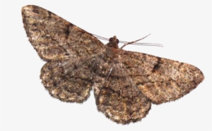 Moth Png Transparent Picture - Moth And Lamp Meme