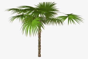Desktop Palm Tree Hd Wallpapers - Пальма Ветка Пнг