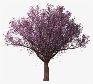 Cherry Blossom Tree, Sakura, Cherry Blossom, Tree - Albero Di Ciliegio Png