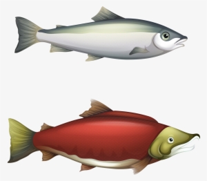 Fish Fishvector - Life Cycle Of Barbel Fish